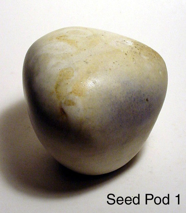 Seed Pod 1 - Skip Bleecker